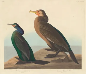 Cormoran à gorge violette et cormoran de Townsend, 1838